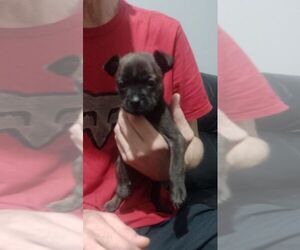 Sharbo Puppy for sale in Prescot, Merseyside (England), United Kingdom