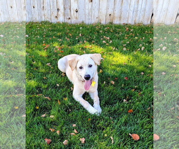 Medium Photo #12 Labrador Retriever-Unknown Mix Puppy For Sale in Sandy, UT, USA