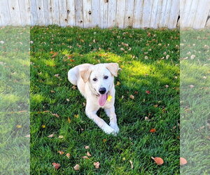 Nalaa - Female Labrador Retriever-Unknown Mix Dog for Adoption - Photo #12