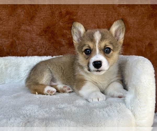 Medium Photo #6 Pembroke Welsh Corgi Puppy For Sale in OCALA, FL, USA