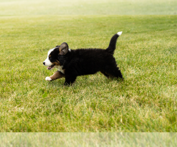 Medium Photo #5 Bernese Mountain Dog Puppy For Sale in SHIPSHEWANA, IN, USA