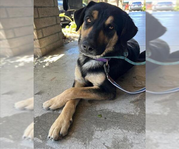 Medium Photo #1 Anatolian Shepherd-German Shepherd Dog Mix Puppy For Sale in Santa Maria, CA, USA