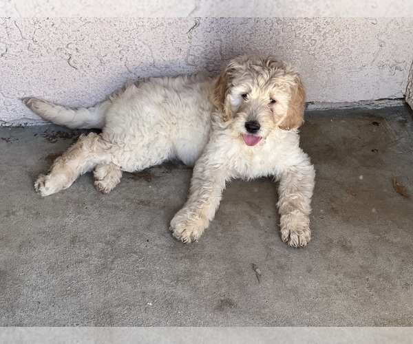 Medium Photo #11 Goldendoodle Puppy For Sale in VALENCIA, CA, USA