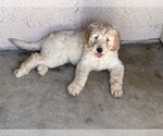 Small Photo #11 Goldendoodle Puppy For Sale in VALENCIA, CA, USA