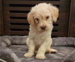 Small Photo #6 Miniature Labradoodle Puppy For Sale in ROY, WA, USA