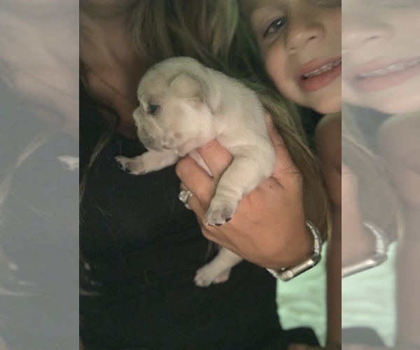 Medium Photo #7 French Bulldog Puppy For Sale in LEAWOOD, KS, USA