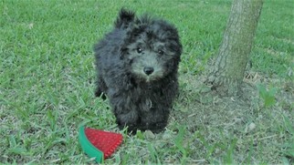 Maltipoo Puppy for sale in AZLE, TX, USA