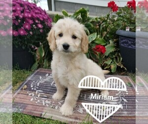 Goldendoodle (Miniature) Puppy for sale in ARTHUR, IL, USA