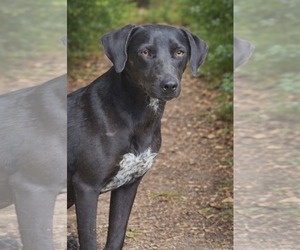 Labrador Retriever-Unknown Mix Dogs for adoption in Oakhurst, NJ, USA