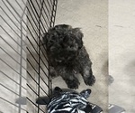 Small Photo #3 Shih-Poo Puppy For Sale in GLOUCESTER, VA, USA