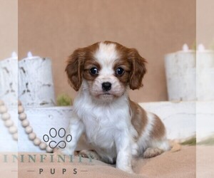 Cavalier King Charles Spaniel Puppy for sale in HONEY BROOK, PA, USA