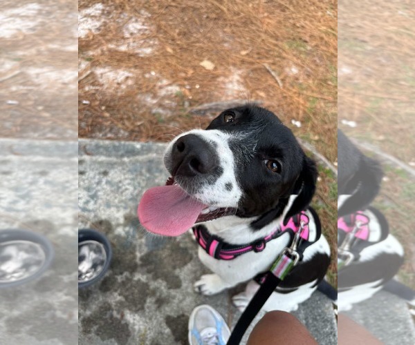 Medium Photo #6 Mutt Puppy For Sale in Sanford, FL, USA