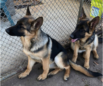 Small Photo #7 German Shepherd Dog Puppy For Sale in CHAMPAIGN, IL, USA