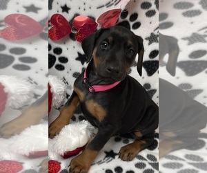 Doberman Pinscher Puppy for sale in EASTANOLLEE, GA, USA