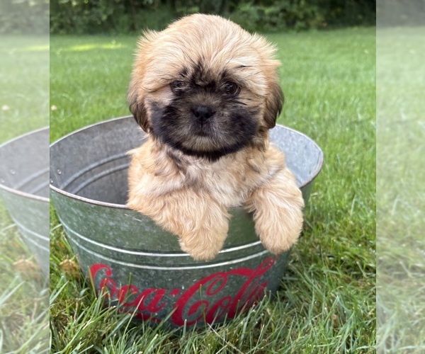 Medium Photo #3 Shih Tzu Puppy For Sale in MIDDLEBURY, IN, USA