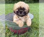 Small #2 Shih Tzu