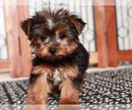 Small Yorkshire Terrier