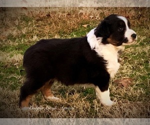 Miniature Australian Shepherd Puppy for sale in SMITHVILLE, AR, USA