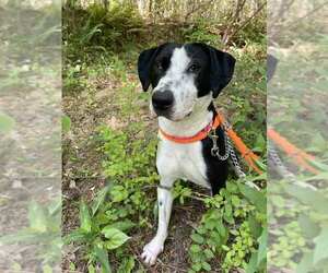 Monica - Female Mutt Dog for Adoption - Photo #8