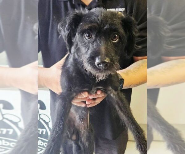 Medium Photo #2 Mutt Puppy For Sale in Perth Amboy, NJ, USA