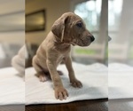 Small Photo #16 Great Dane Puppy For Sale in MIMS, FL, USA