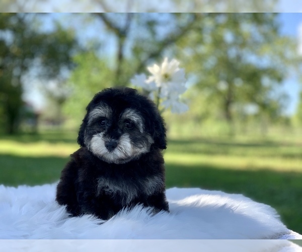 Medium Photo #12 Havanese-Poodle (Toy) Mix Puppy For Sale in HOUSTON, TX, USA