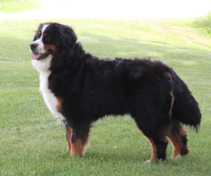 Mother of the Bernese Mountain Dog puppies born on 01/06/2020