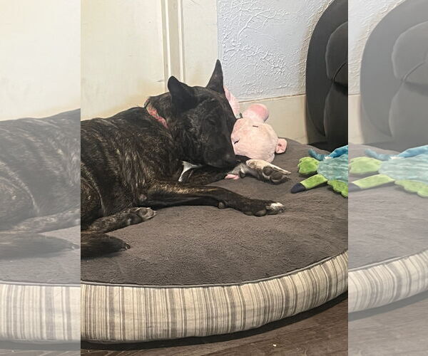 Medium Photo #10 Holland Shepherd-Unknown Mix Puppy For Sale in Sandy, UT, USA