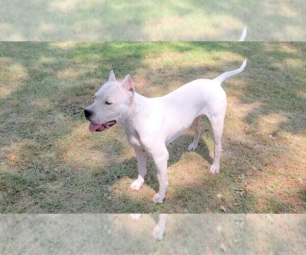 Medium Photo #1 Dogo Argentino Puppy For Sale in JANE, MO, USA
