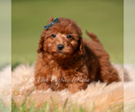 Small #3 Poodle (Toy)