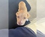 Small #2 American Pit Bull Terrier-Labrador Retriever Mix