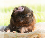 Small #4 Shih Tzu
