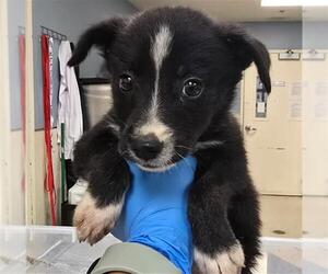 Border Collie Dogs for adoption in Sebec, ME, USA