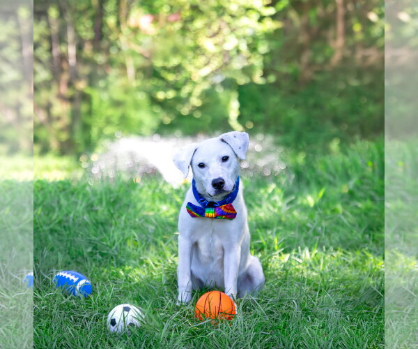Medium Photo #2 Labrador Retriever-Unknown Mix Puppy For Sale in Unionville, PA, USA