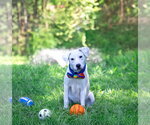 Small #1 Labrador Retriever Mix
