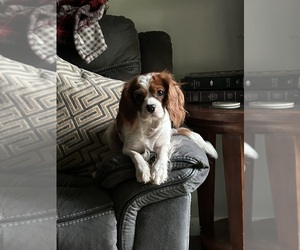 Mother of the Cavalier King Charles Spaniel puppies born on 12/06/2025