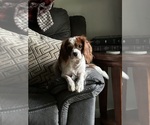 Small Photo #1 Cavalier King Charles Spaniel Puppy For Sale in DOVER, AR, USA