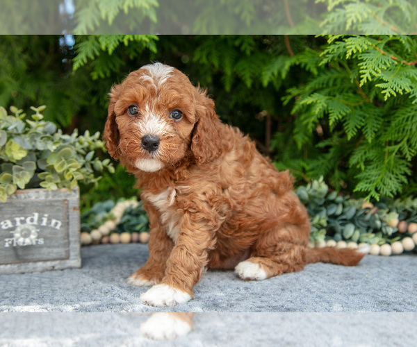 Medium Photo #2 Cavapoo Puppy For Sale in KIRKWOOD, PA, USA