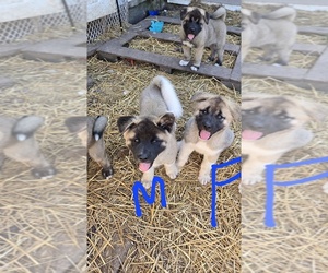 Akita Puppy for sale in SANBORN, NY, USA