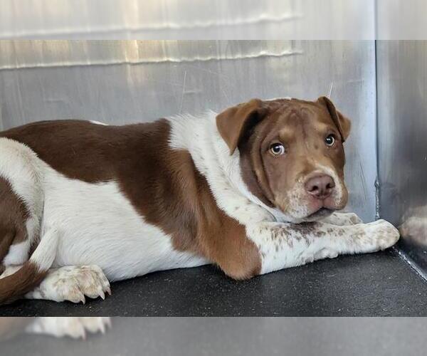 Medium Photo #1 American Staffordshire Terrier-Unknown Mix Puppy For Sale in San Antonio, TX, USA