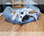 Small Photo #6 Mutt Puppy For Sale in Queen Creek, AZ, USA