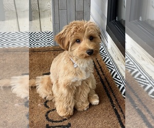 YorkiePoo Puppy for sale in HENRICO, VA, USA