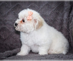 Small #8 Bichon Frise