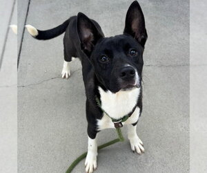Mutt Dogs for adoption in Palmetto, FL, USA