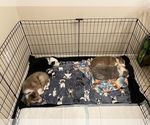 Small Photo #1 Border Collie Puppy For Sale in SAINT CLOUD, FL, USA