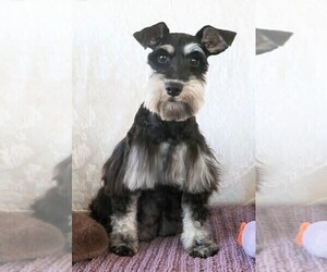 Mother of the Schnauzer (Miniature) puppies born on 07/24/2026