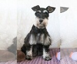Small Photo #1 Schnauzer (Miniature) Puppy For Sale in SYRACUSE, IN, USA