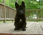 Small #1 German Shepherd Dog