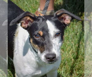 Medium Beagle Mix