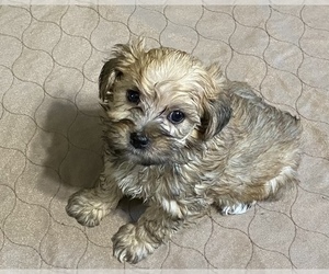 YorkiePoo Puppy for sale in GLOUCESTER, VA, USA